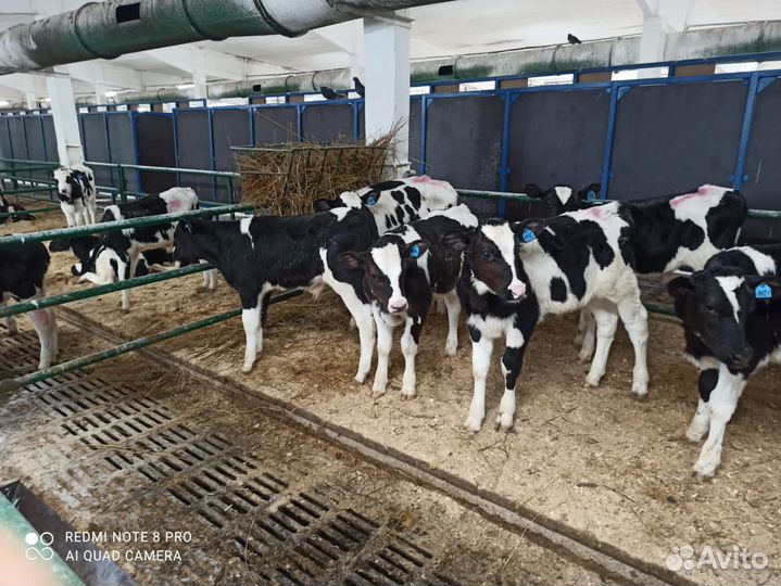 Телята мясной породы бычки