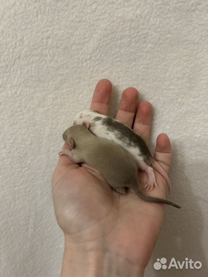 Крысята Дамбо малыши редкие из питомника