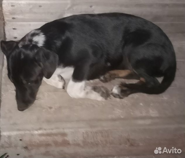 Щенки в добрые руки