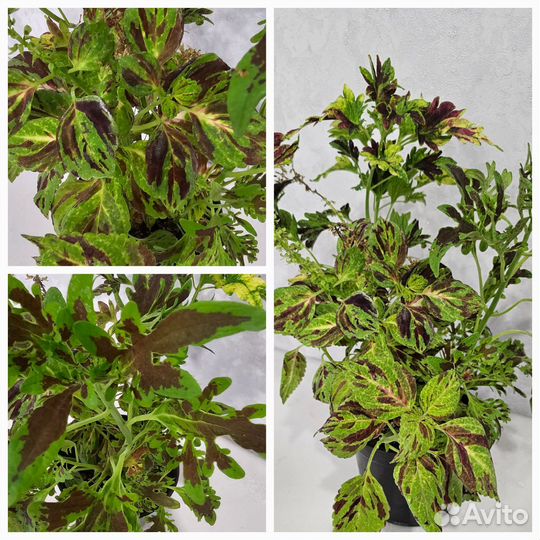 Фикус бегония колеус бесплатно