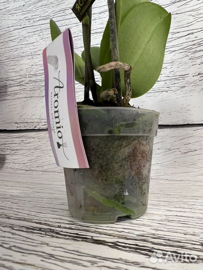 Орхидея фаленопсис парфюмерная фабрика