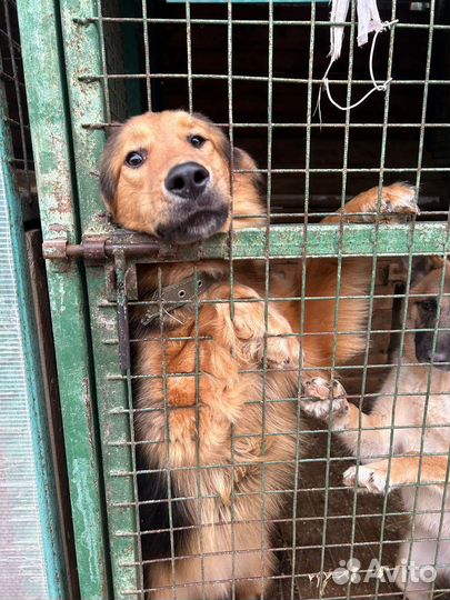 Собака ищет дом