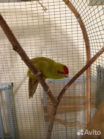 Попугаи какарики