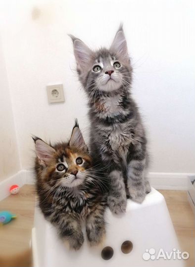 Котята Мейн-Кун с документами