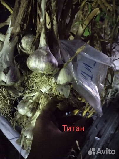 Озимый чеснок,картофель на посадку