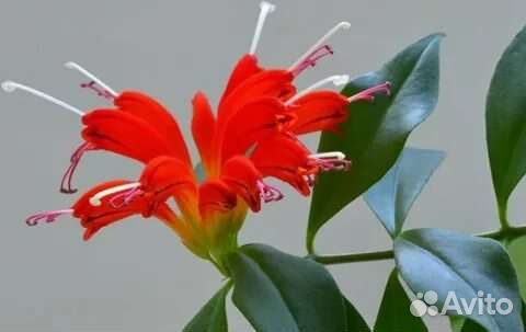 Адениум комнатный баобаб, Эсхинантус редкие цветы