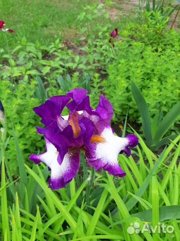 Ирисы бородатые