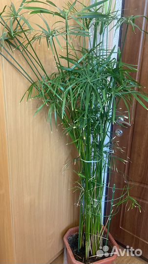 Пальма циперус