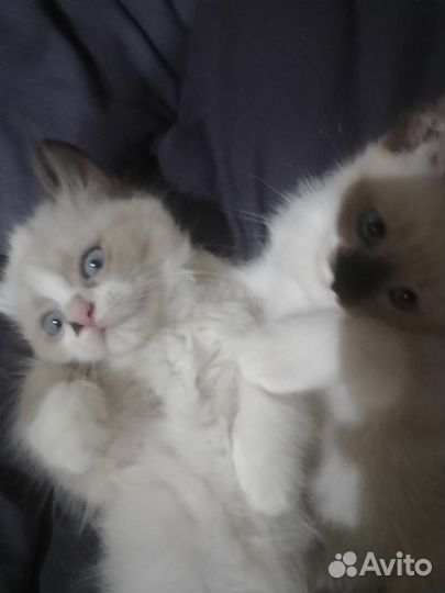 Котята