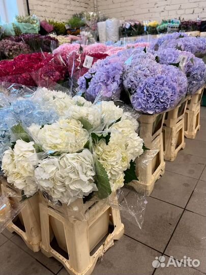 Гортензия оптом