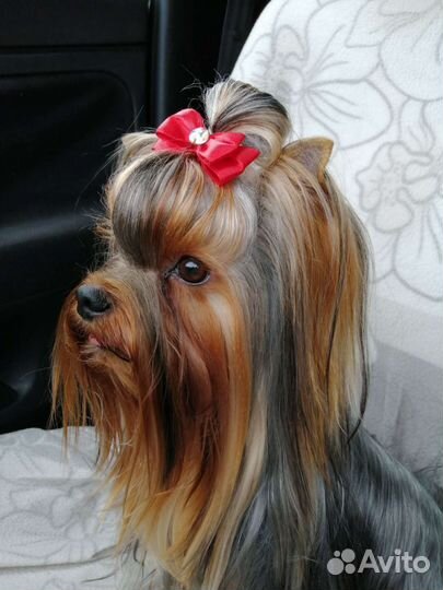 Йоркширский терьер