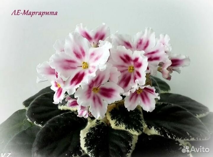 Фиалка ле Маргарита