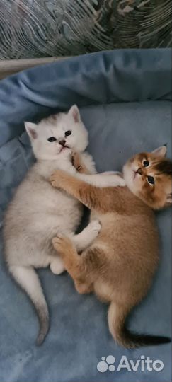 Котята британской шиншиллы