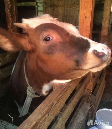 Домашнее молоко(козье и коровье)