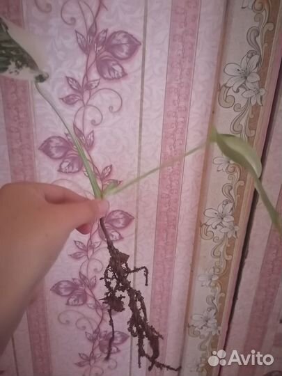 Комнатные растения