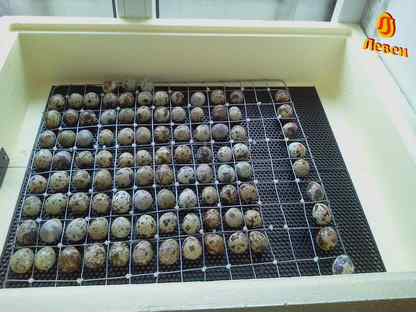 Инкубационное яйцо перепелов, высокое качество от кфх, Павловск