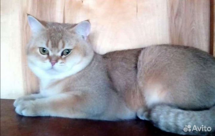 Вязка Шотландский золотая шиншилла