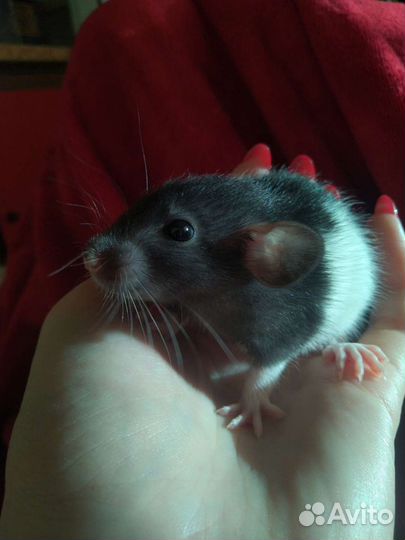 Крысы. Заводчик