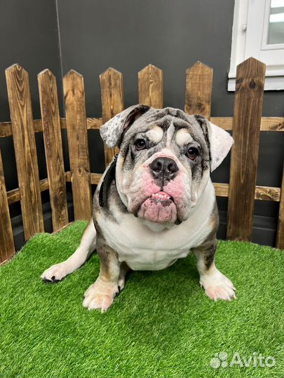 Помощник грумера