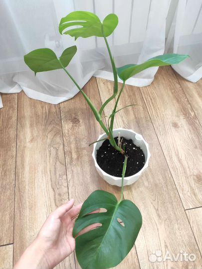 Монстера деликатесная Комнатные растения