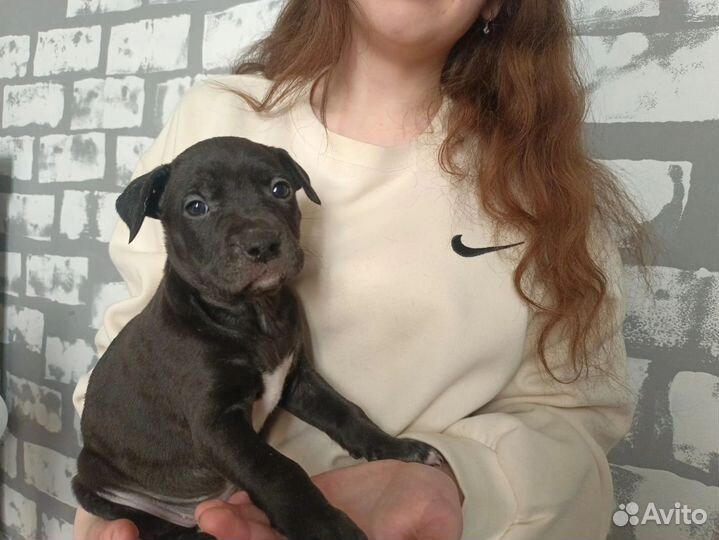 Питбуль