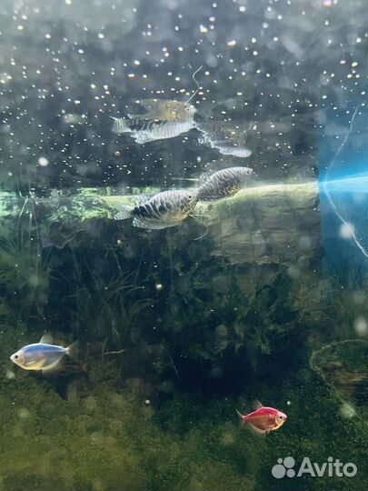 Аквариумные рыбки