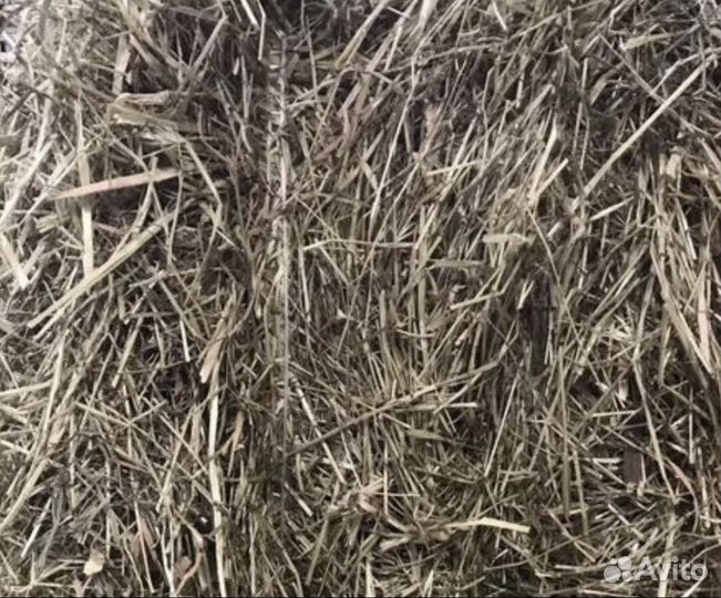 Сено на подстилку