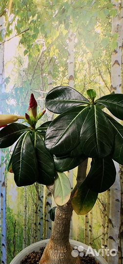 Адениум цветёт яркий, крупный цветок