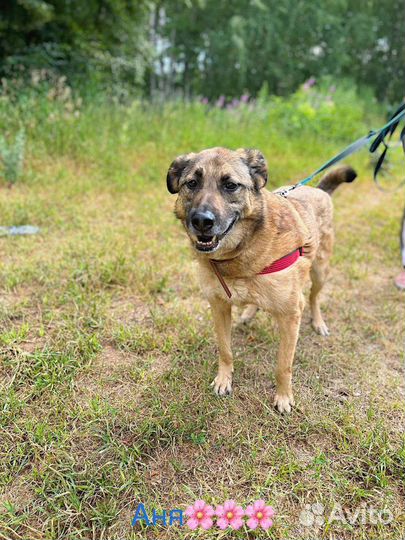 Собака в добрые руки бесплатно