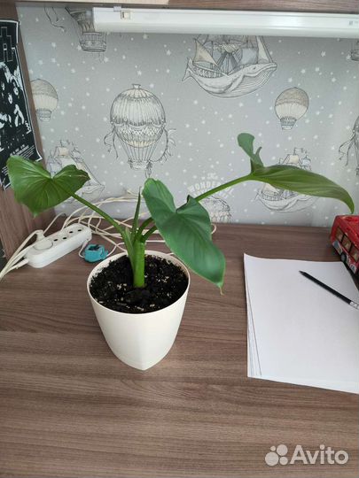 Каллы белая