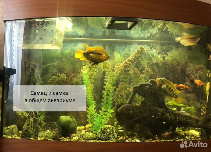 Рыбы аквариумные геротиляпия мультиспиноза