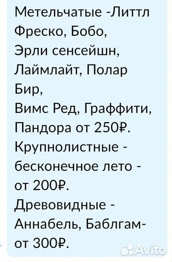 Гортензия саженцы