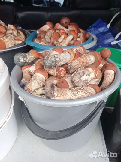 Грибы с доставкой до дома в наличии и под заказ