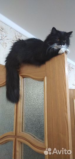 Кошечка Ксюша