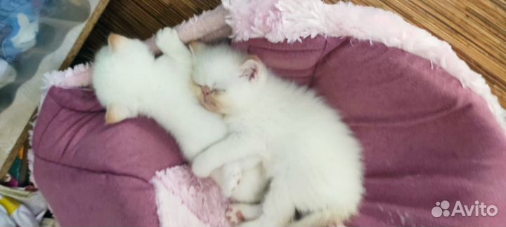 Котята экзотики