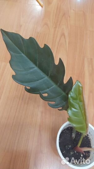 Филодендроны, акалифа, аглонема