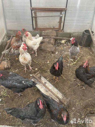 Молодые петухи