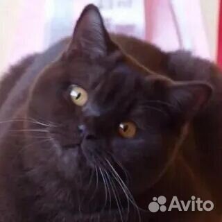 Элитные британцы в разноцветных шубках