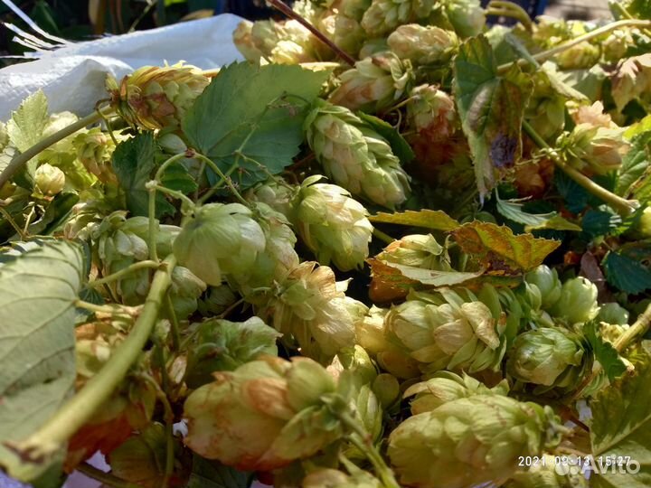 Вьющиеся:, дикий виноград, хмель