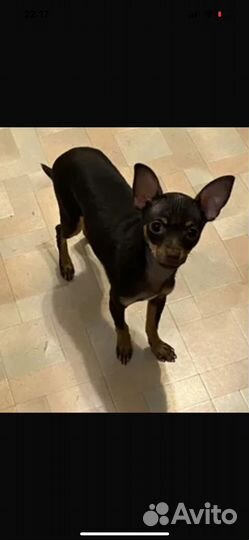 Смесь тойтерьер