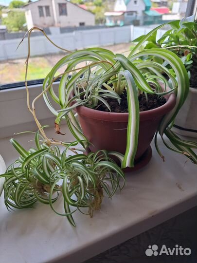 Комнатные растения цветы