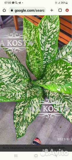 Дифенбахия вами этна