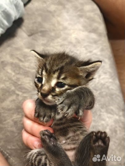 Котята потомственной мышеловки