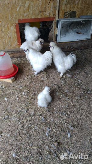 Китайские шелковые куры