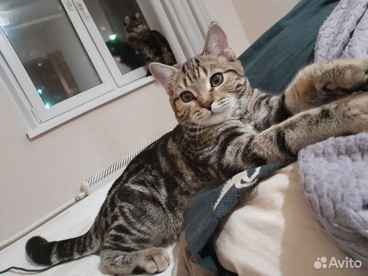 Шотландский кот