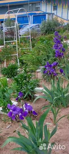 Лилия, ирис