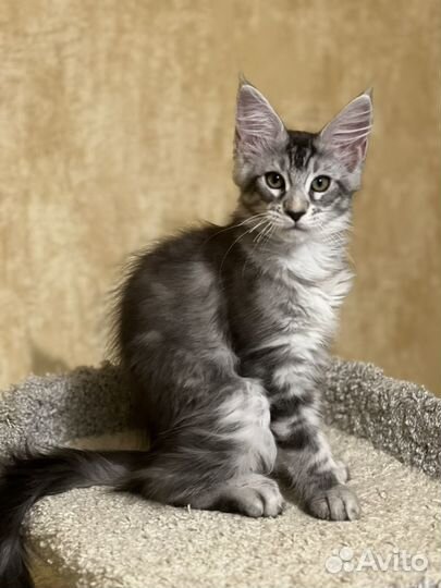 Кошечка