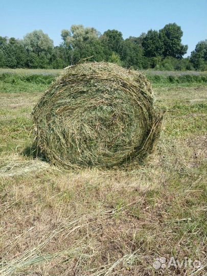 Продам сено в рулонах