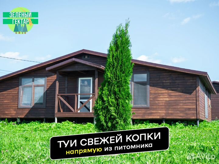 Туи смарагд 180 см