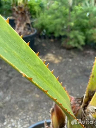 Пальма Вашингтония